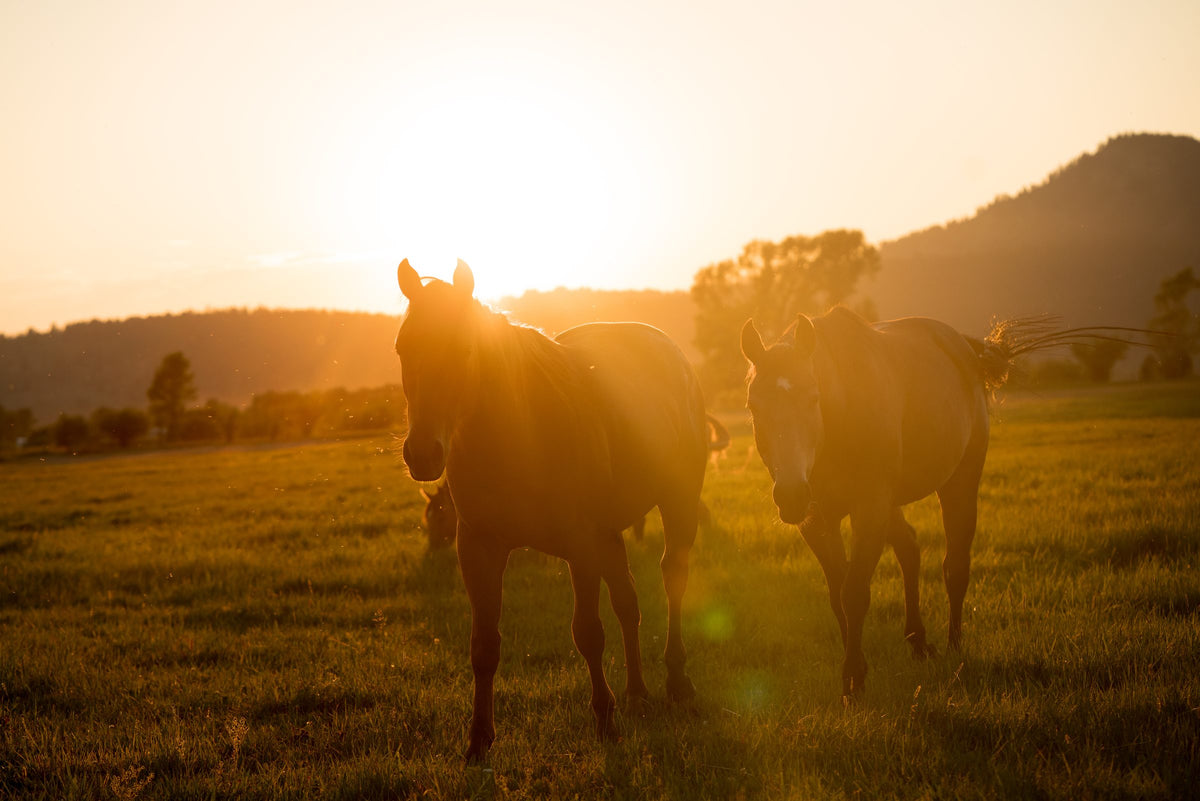 Two ranch horses in a pasture at sunset
