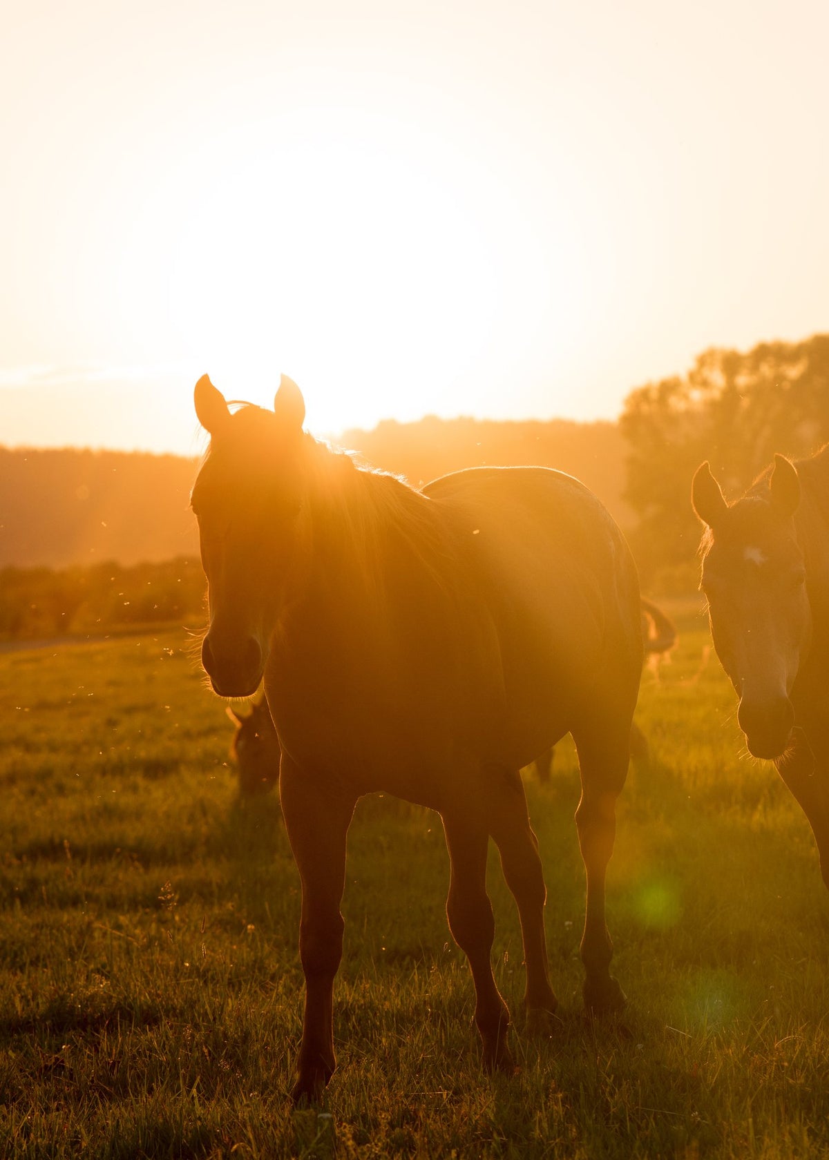 Horses in the pasture at golden hour on Diamond Cross Ranch